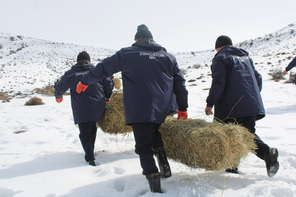 Çöl heyvanlarının qidaya olan təlabatının qismən ödənilməsi məqsədilə biotexniki tədbir keçirilib